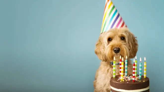 dog-with-birthday-cake.