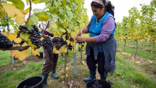 葡萄酒莊園工人