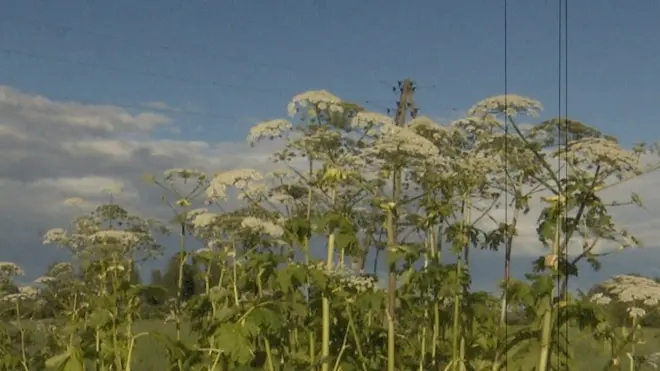 Красивый, ядовитый и неистребимый. Как борщевик пытаются и не могут уничтожить по всему миру