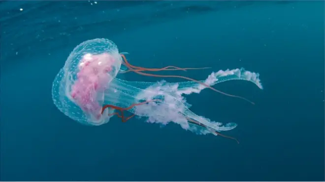 如果說水母的生命開端不夠奇特非凡，那它的死亡才真正讓人興奮不已。