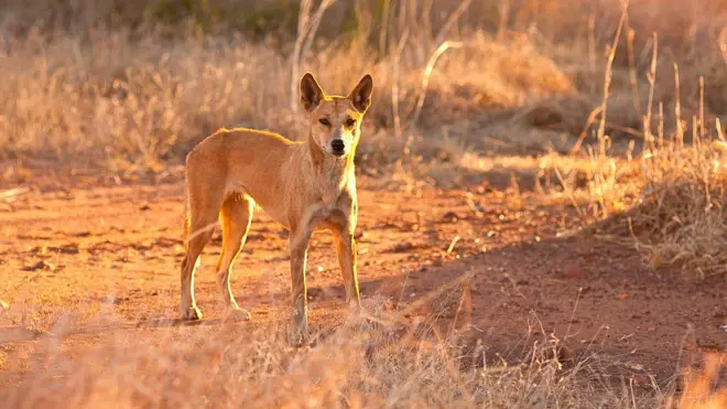 The dingo entered the campervan and bit the toddler's neck