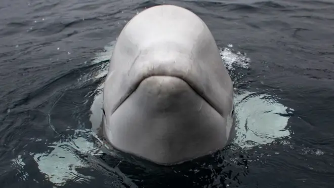 Marine scientists are sure Hvaldimir has been trained by humans in captivity
