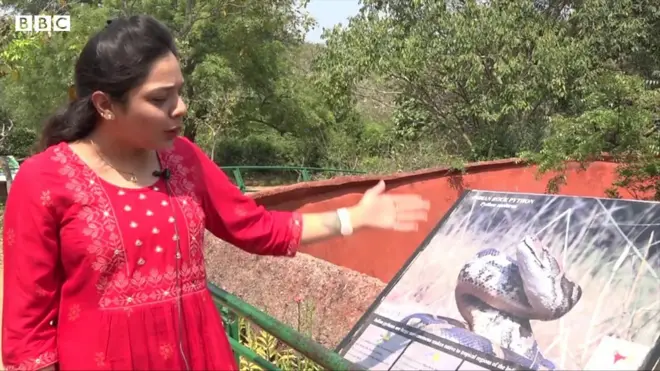 కొండచిలువను దత్తత తీసుకున్న విశాఖ యువతి