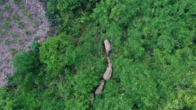Los científicos señalan que no pueden determinar hacia donde se dirige la manada de elefantes.
