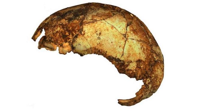 Crâne de l'Homo erectus