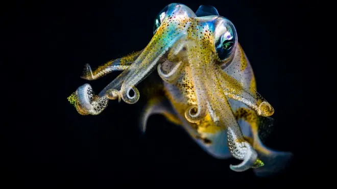 Muonekano wa viumbe kama hao utakuwaje?