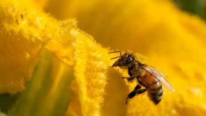 Pollination is one of the key services that nature provides to humans