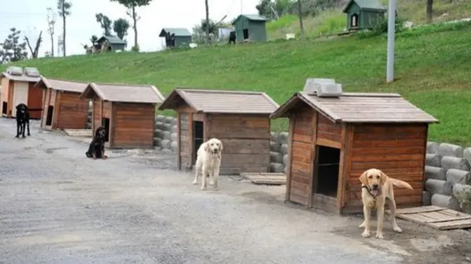 Bağcılar Belediyesi veterinerleri, tedavileri tamamlandıktan sonra sokak hayvanlarının alındıkları yere geri bırakıldığını söylüyor