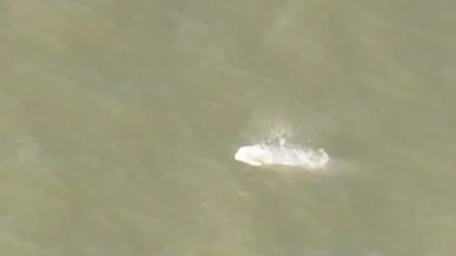 В британскую Темзу заплыл кит. Видео