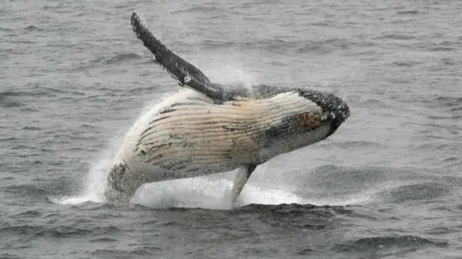 初捕獲のクジラ水揚げ、約30年ぶり商業捕鯨再開で 環境保護団体は非難