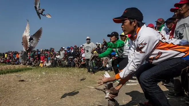 اندونیزیا کې د کوتر جنګۍ نندارې ته هم ډېر خلک ټولېږي.