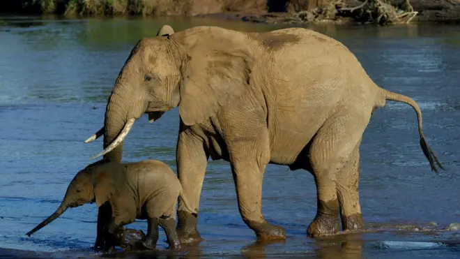 La prohibición china puede significar todo un cambio en el futuro de los elefantes.
