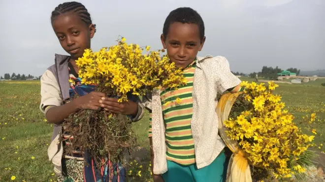 Ijoollee keelloo qabatte, Fichee, Salaalee