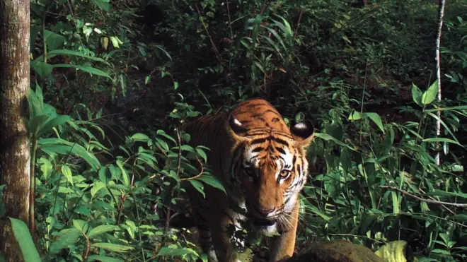 เสือโคร่ง