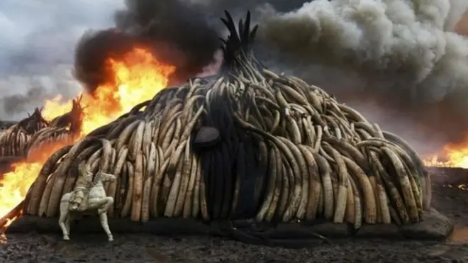 کینیا میں رواں برس ہاتھی کے دانتوں جن کا وزن 105 ٹن تھا کو جلا دیا تھا جس کا مقصد ان کی تجارت کی حوصلہ شکنی کرنا تھی