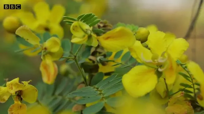 తంగేడుపూలు