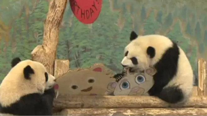 නිවුන් පැන්ඩා සුරතලුන්ගේ පළමු උපන්දින සැමරුම