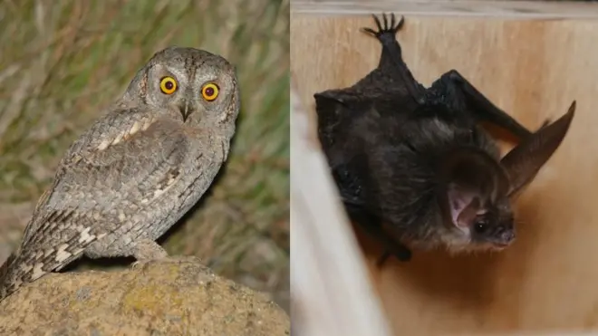 sova ćuk i slepi miš