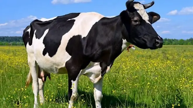 cow