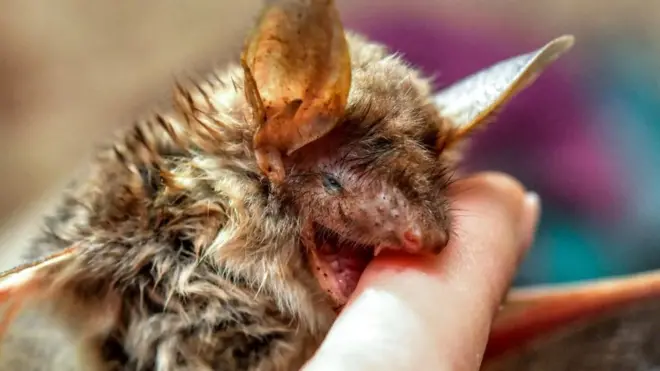 वैमपायर चमगादड़