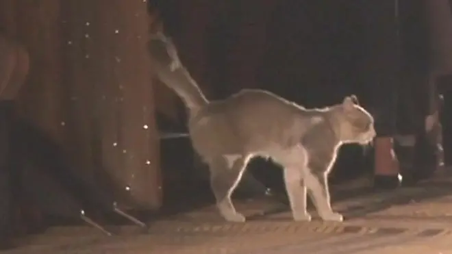 بالفيديو: قطة تقتحم عرض دار "كريستيان ديور" في مراكش