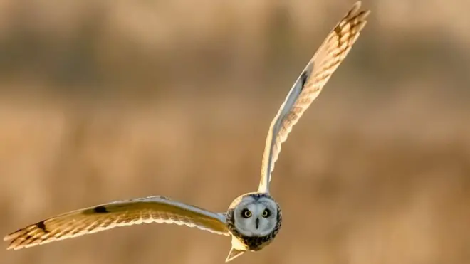 "Фотографировать сов в полете было невероятно сложно - они то и дело ныряли в высокую траву"