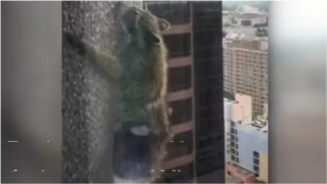 єнот на даху