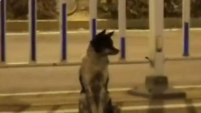 Trang web Pear cho biết chú chó được trông thấy chờ đợi bên đường kể từ sau khi người chủ qua đời hôm 21/8