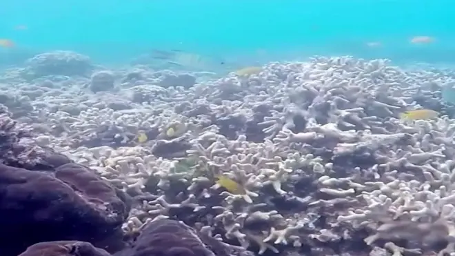 گریٹ بیرئر ریف