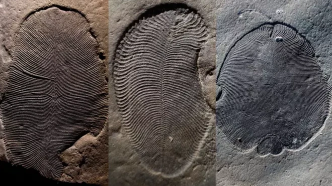 ฟอสซิลของดิกคินโซเนีย