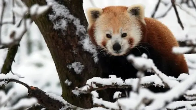 Красная панда