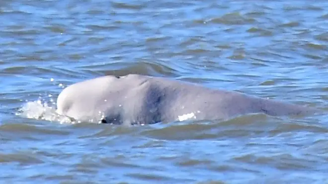 Ballena beluga