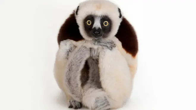 Madagaskar lemurlarından Coquerel sifakası, Houston Hayvanat Bahçesi, Houston, Texas © Joel Sartore/National Geographic