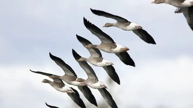 پرندگان مهاجر