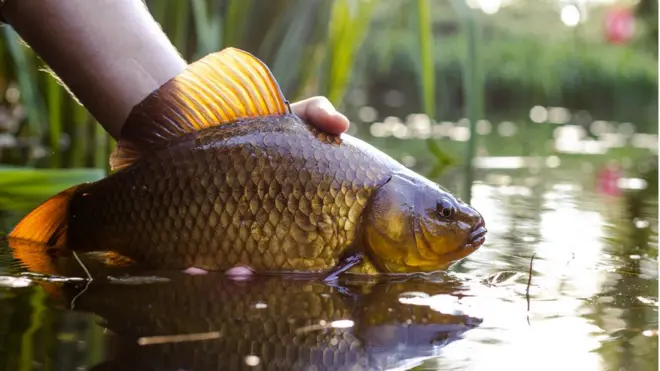 Вот этому карпу нокаут не грозит. Отловивший его рыбак с ним сфотографировался, а теперь выпускает в родной пруд. В Англии так принято. Был у меня разговор с одним хозяином рыбного пруда, который жаловался, что приехавшие с востока Европы рыбаки рыбу обратно не выпускали, а относили домой и жарили. Им потом объяснили, что так нельзя, после чего они стали рыбачить по ночам.