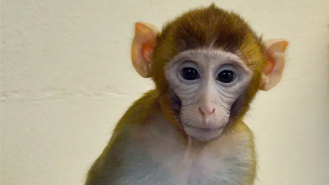 القردة "غرايدي" تبلغ من العمر 11 شهرا
