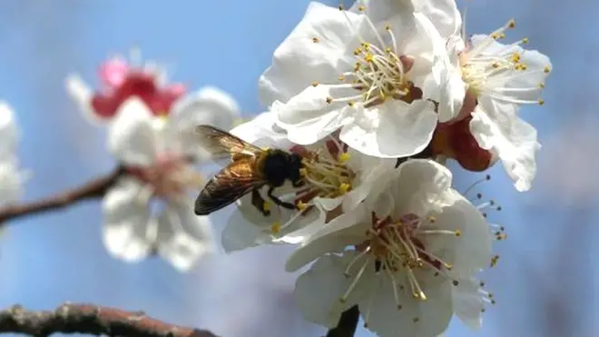 شہد کی مکھی