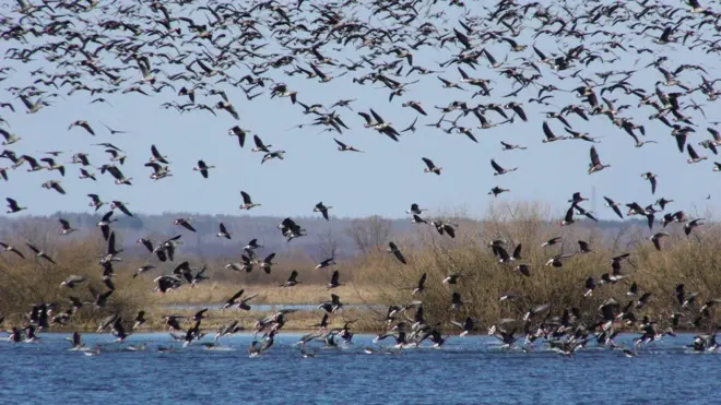 Скупчення гусей біля водойми