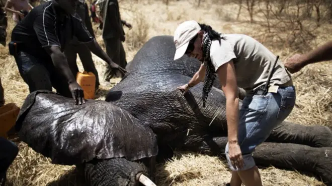 Le personnel d'African Parks prépare un éléphant a Zakouma le 23 février 2014. Une fois sous sédatif, l'éléphant est équipé d'un collier radio qui relèvera à l'avenir sa position, augmentant les chances de le protéger contre les braconniers