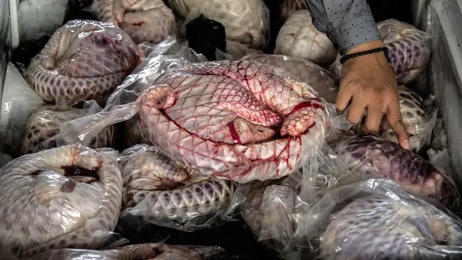 Dalam beberapa tahun terakhir, Indonesia dilihat bukan lagi sebagai negara transit dalam perdagangan satwa, melainkan sebagai produsen.