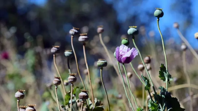 အရင်လုပ်စားနေတဲ့ စီးပွားရေးလုပ်ငန်းတွေ မရှိတော့လို့ ဘိန်းစိုက်တဲ့ဘက် လှည့်သွားကြတာလို့ ဆို