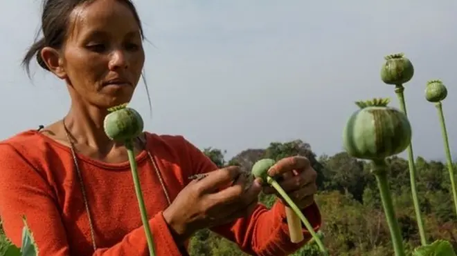 UNODC စစ်တမ်းမှာတော့ ကချင်ပြည်နယ်မှာ ဘိန်းစိုက်ပျိုးမှု ထုတ်လုပ်မှု ပမာဏ အမြင့်ဆုံးဟာ ကေအိုင်အေ ထိန်းချုပ်တဲ့ဒေသ ဖြစ်တယ်လို့ ထုတ်ပြန်ထား