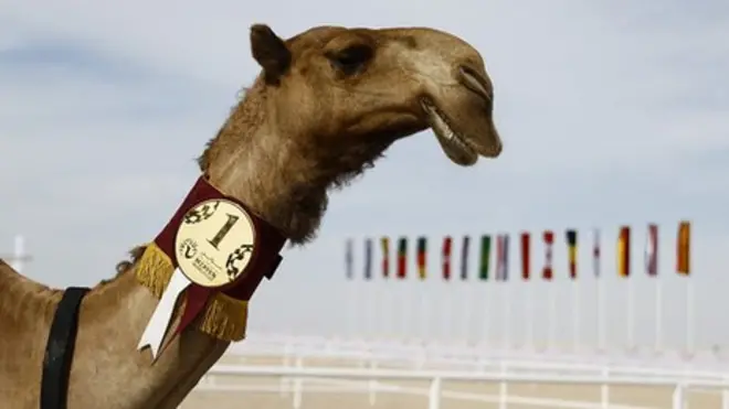 카타르에서 가장 예쁜 낙타로 선정된 낙타