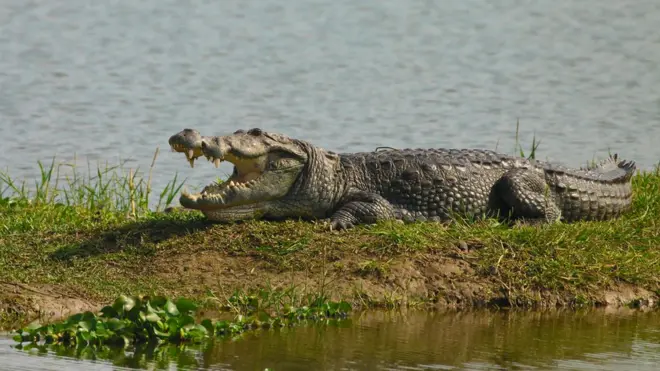 Crocodile