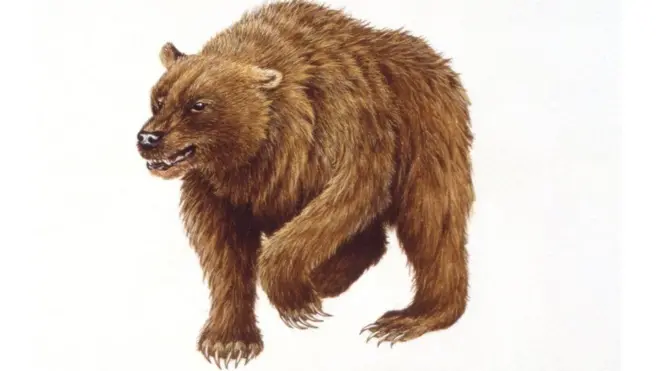 Печерні ведмеді були більшими від сучасних бурих, їхня вага була 350-600 кг