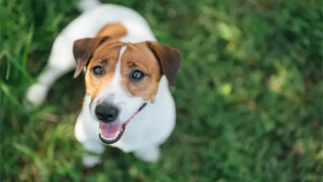 ज्याक रसेल