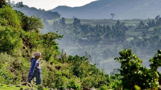 Pequenos gruposbet 500árvores, cada um a cercabet 5002 kmbet 500distância um do outro, garantem que a população local nunca esteja longebet 500florestas