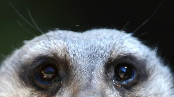 Suricata
