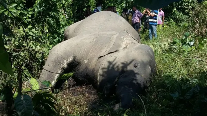 देवपहाड़ के जंगलों में मरा हुआ हाथी