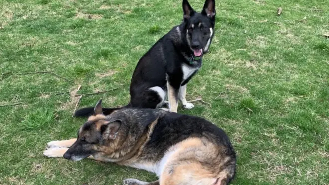 The Biden's German shepherds Champ and Major have been sent away from the White House after Major reportedly bit a security agent